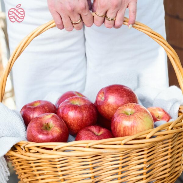 Envy™ Apple USD/MT CIF - Image 2